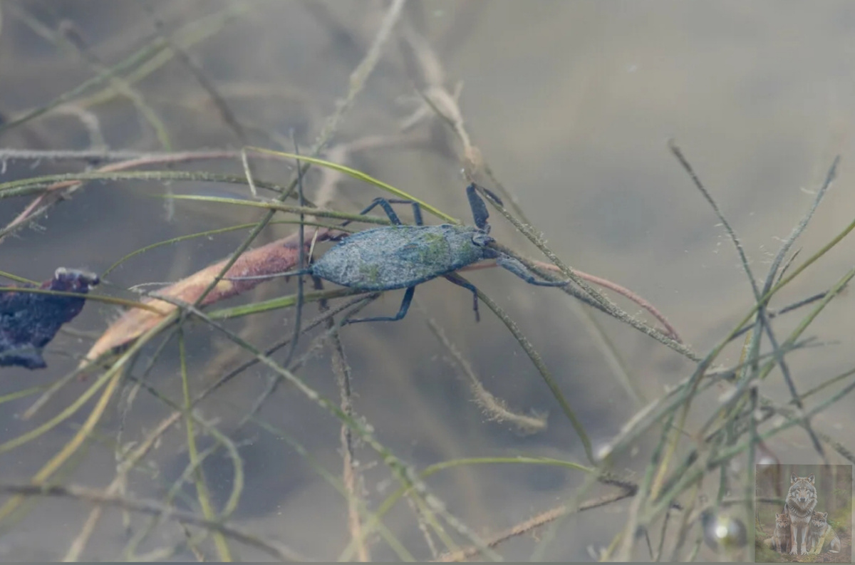 Скорпиончик плывет к месту засады