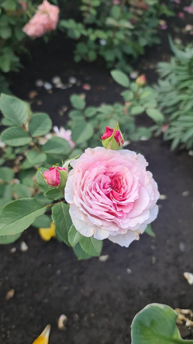 Словно зефирка цветочек