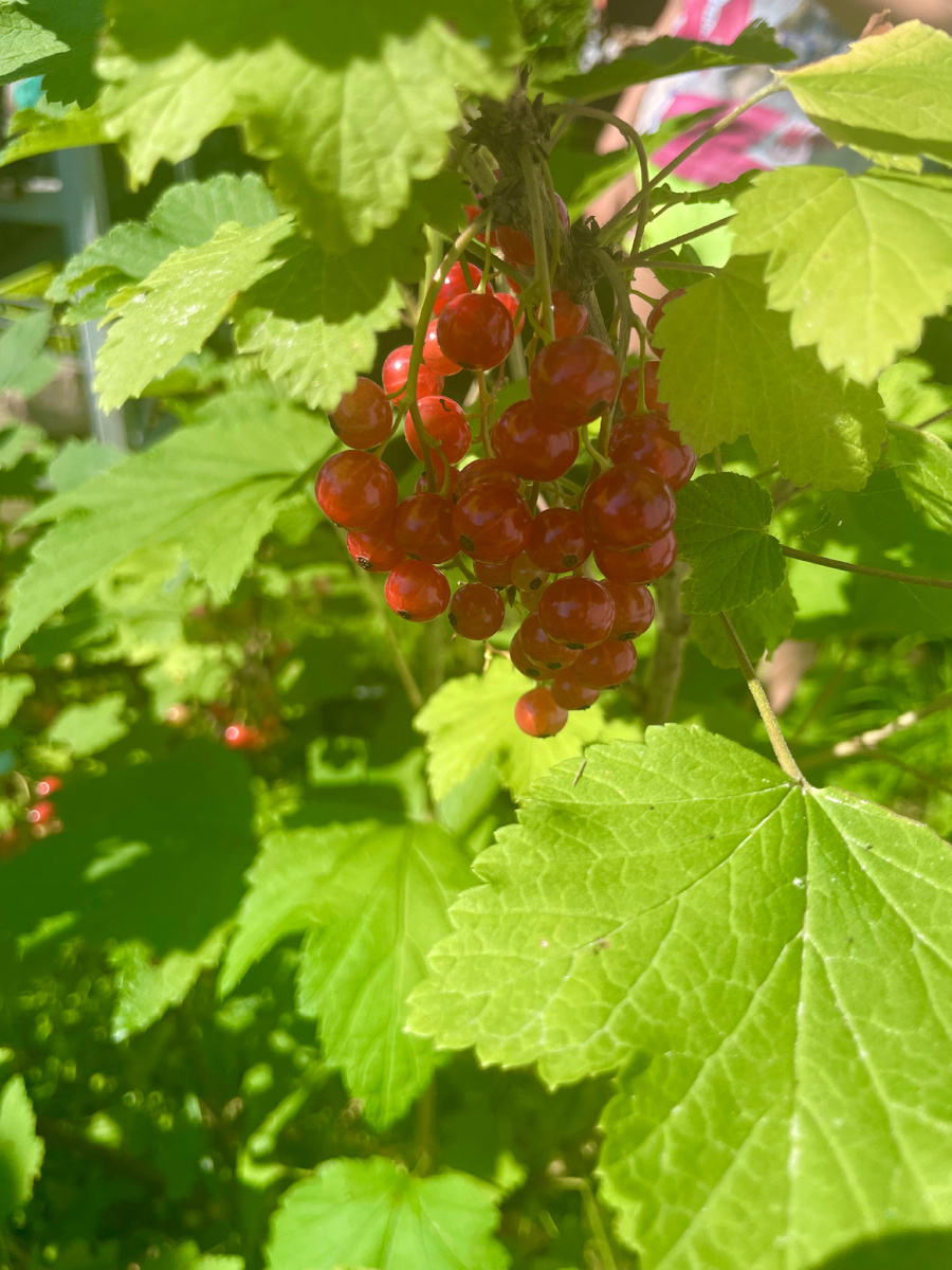 😍Красная смородина😍Любимица всей семьи🥰