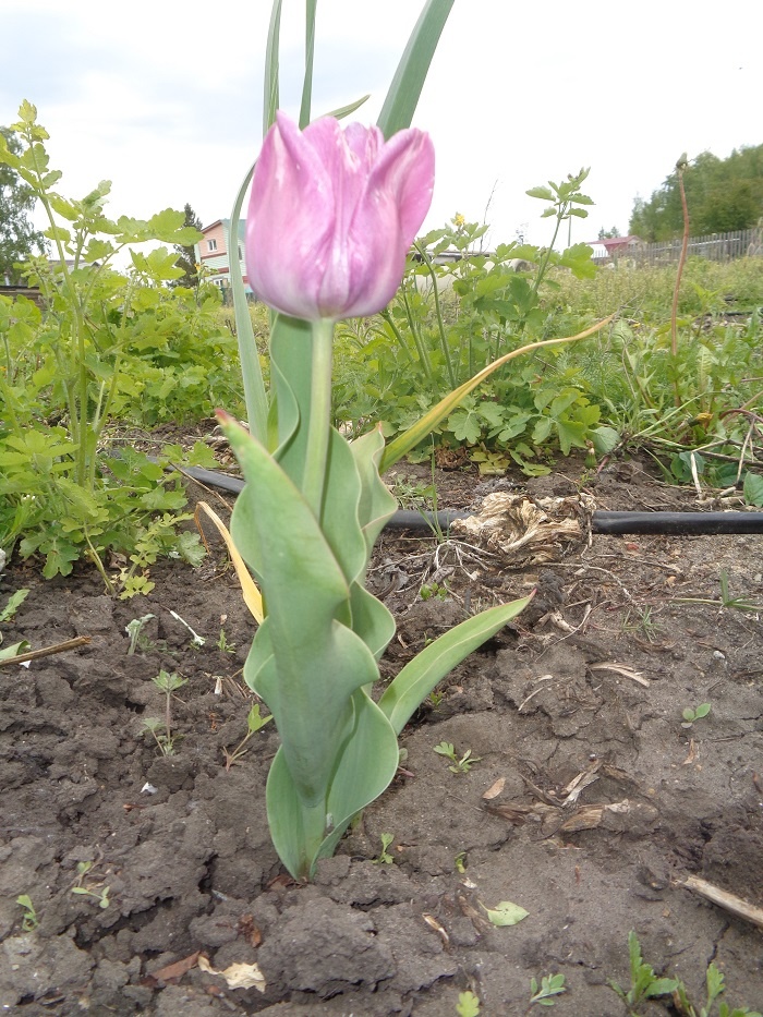 Выращенный мной голландский тюльпан из праздничного букета