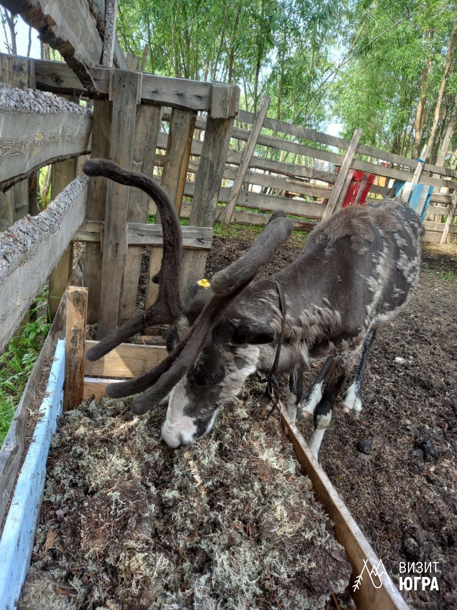 Фото: База отдыха «Северный двор»