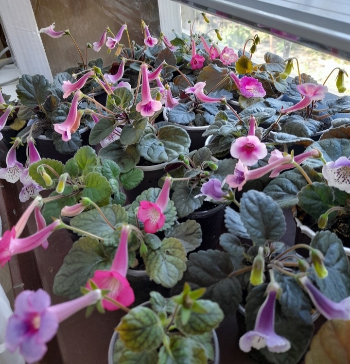 Веселая семейка минисиннингий