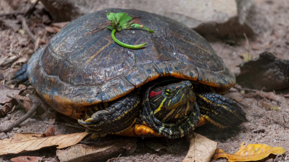    Чаще всего отпускники выбрасывают черепах в обычные мусорные баки. В лучшем случае – бросают возле терминала. Фото: Freepik