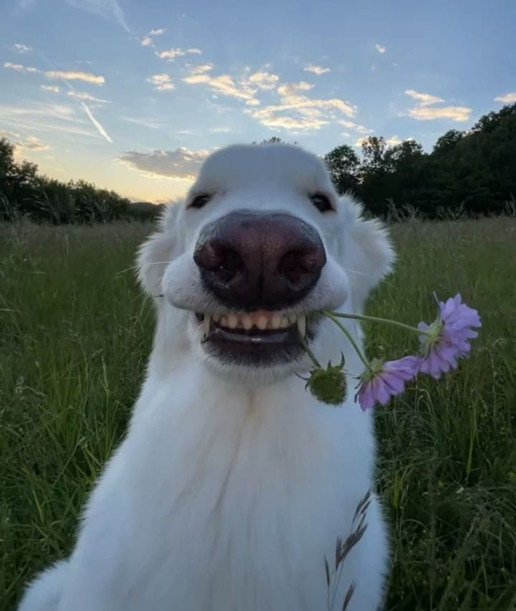 Фото: Pinterest.com