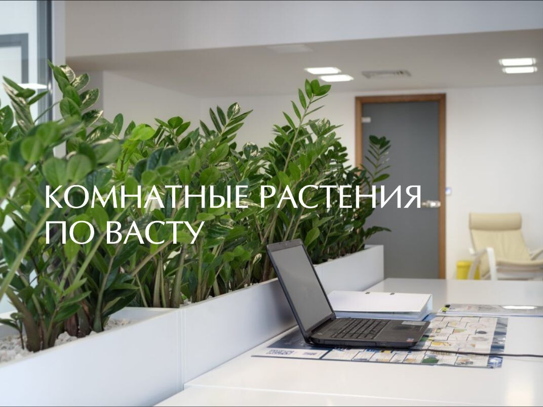 Комнатные растения по Васту