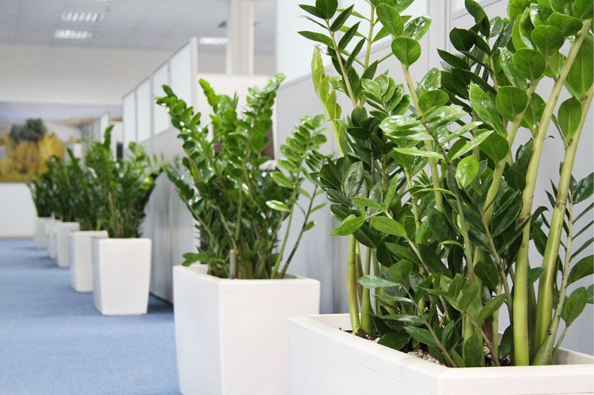 Замиокулькас (Долларовое дерево) 