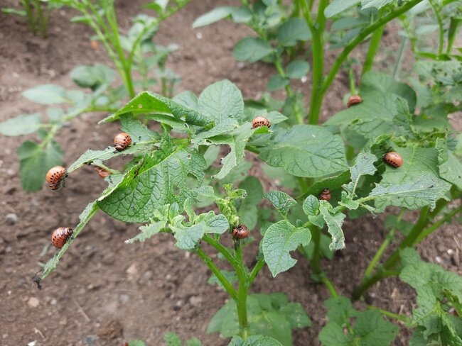 по всему участку