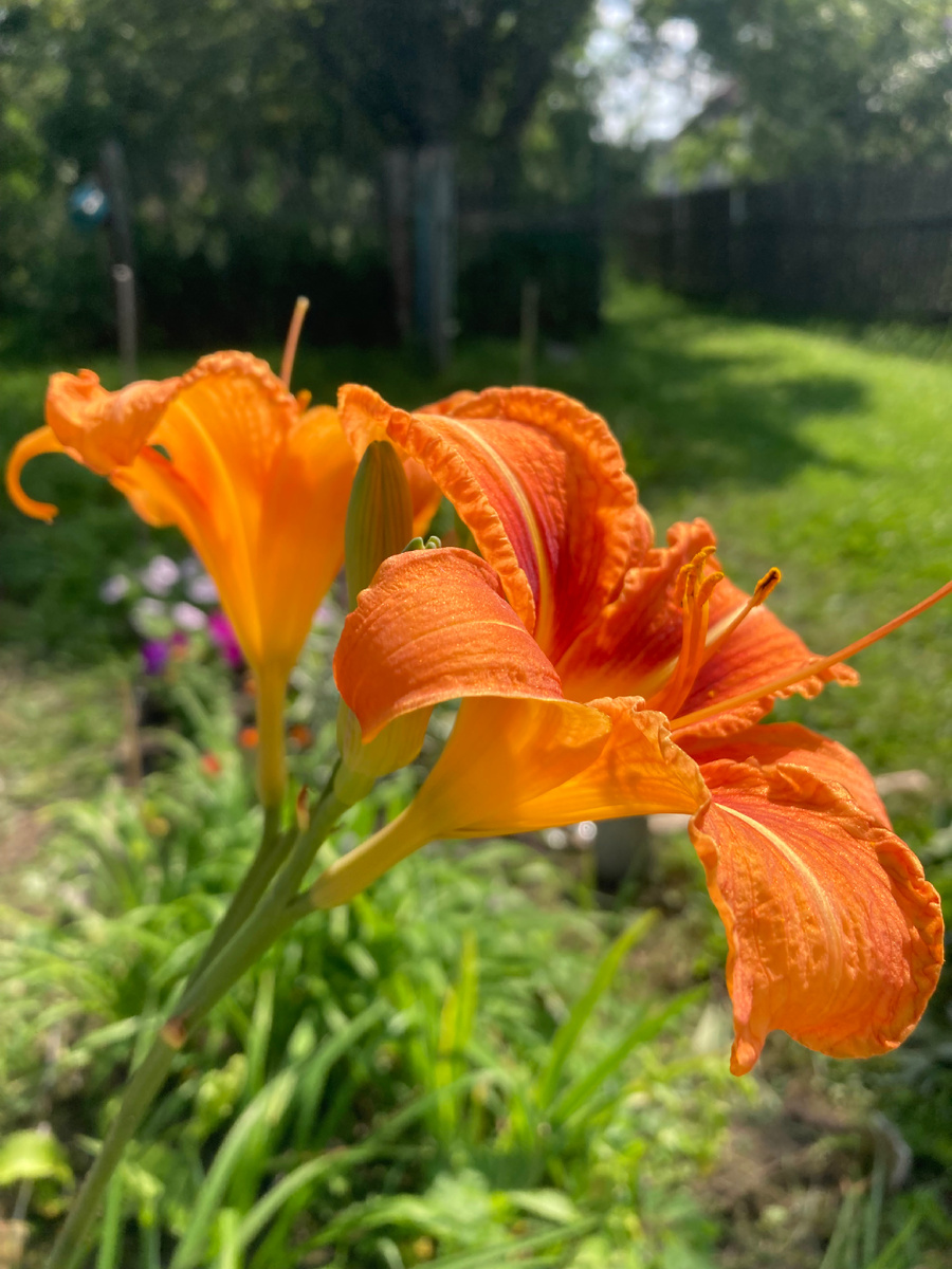 Самый простой лилейник