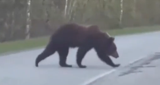     К посёлку Ключи в Красноярском крае повадился ходить медведь