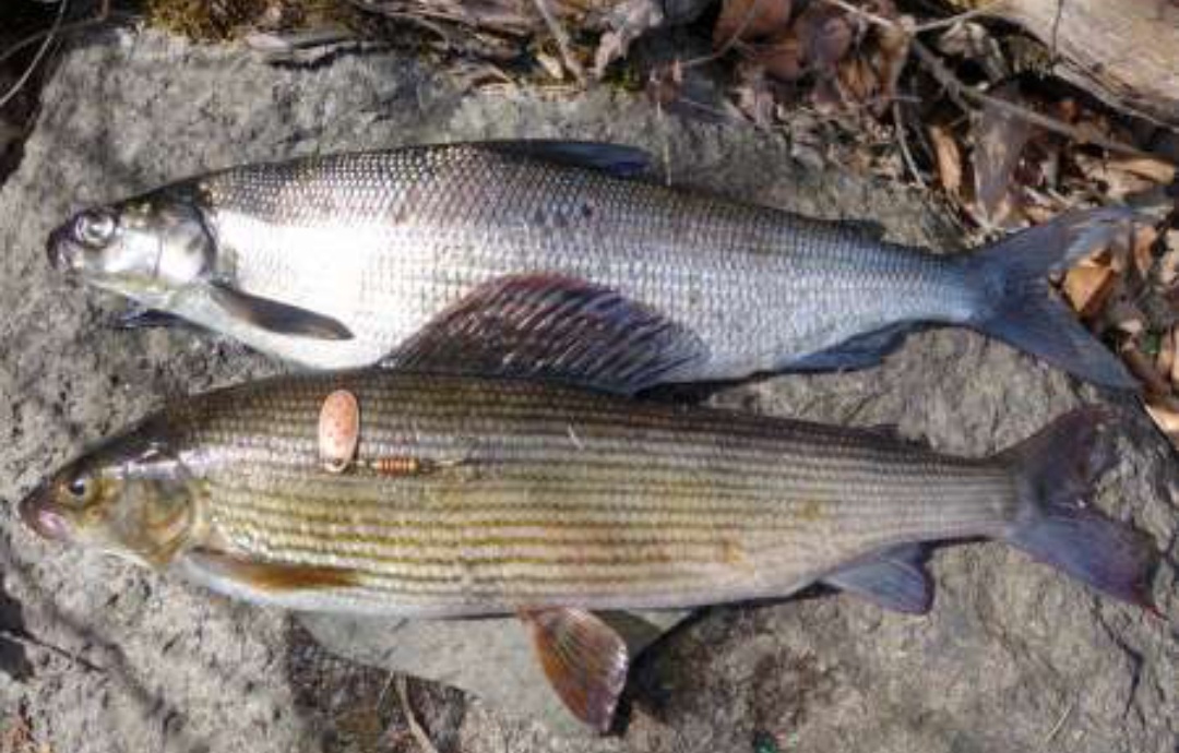 Сиг-сверху, хариус-снизу