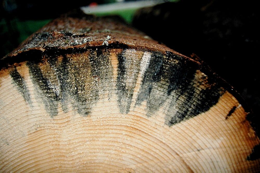 Дерево пораженное плесенью