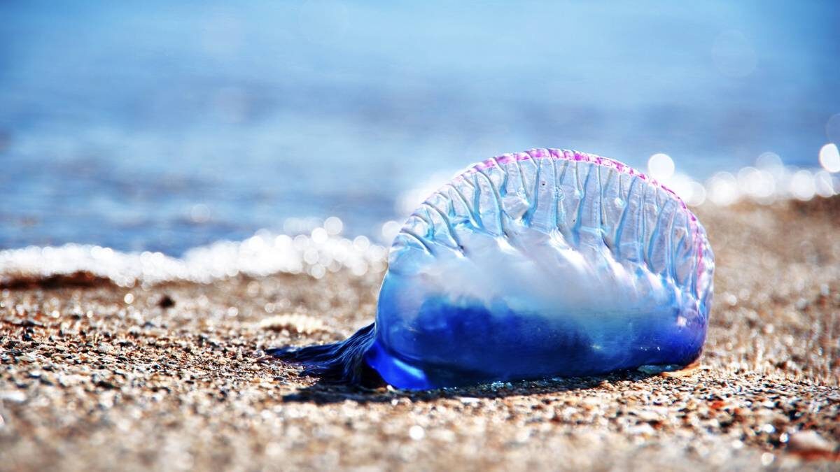    Фото: Shutterstock