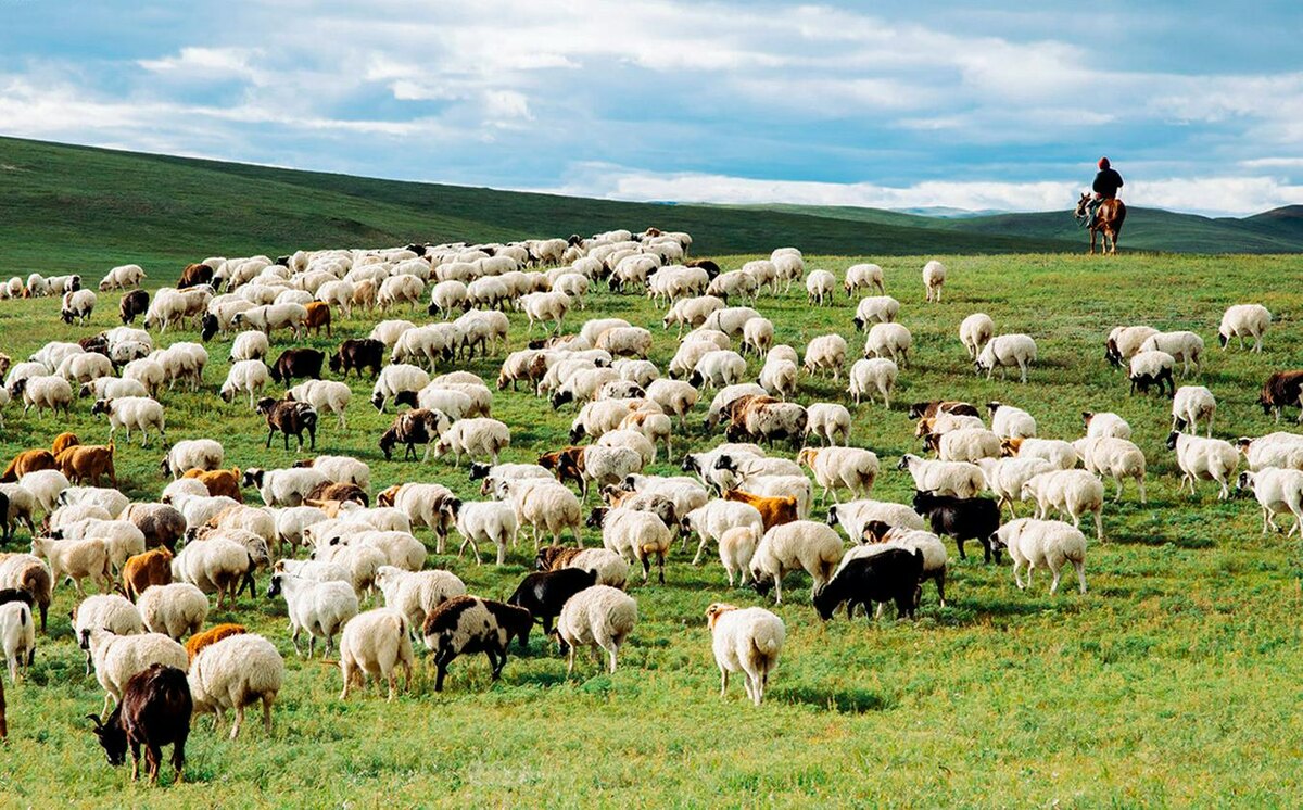Монгольские овцы и бараны. Фото с сайта ikon.mn