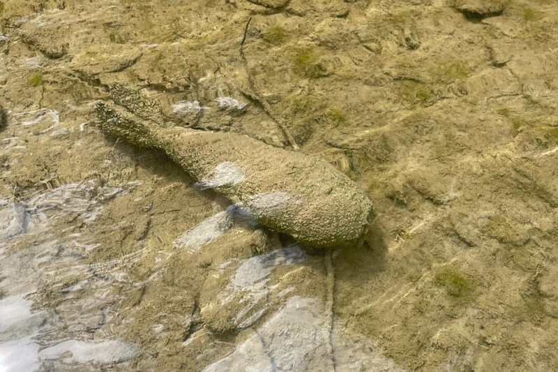    Фото: пресс-служба Росгвардии Краснодарского края