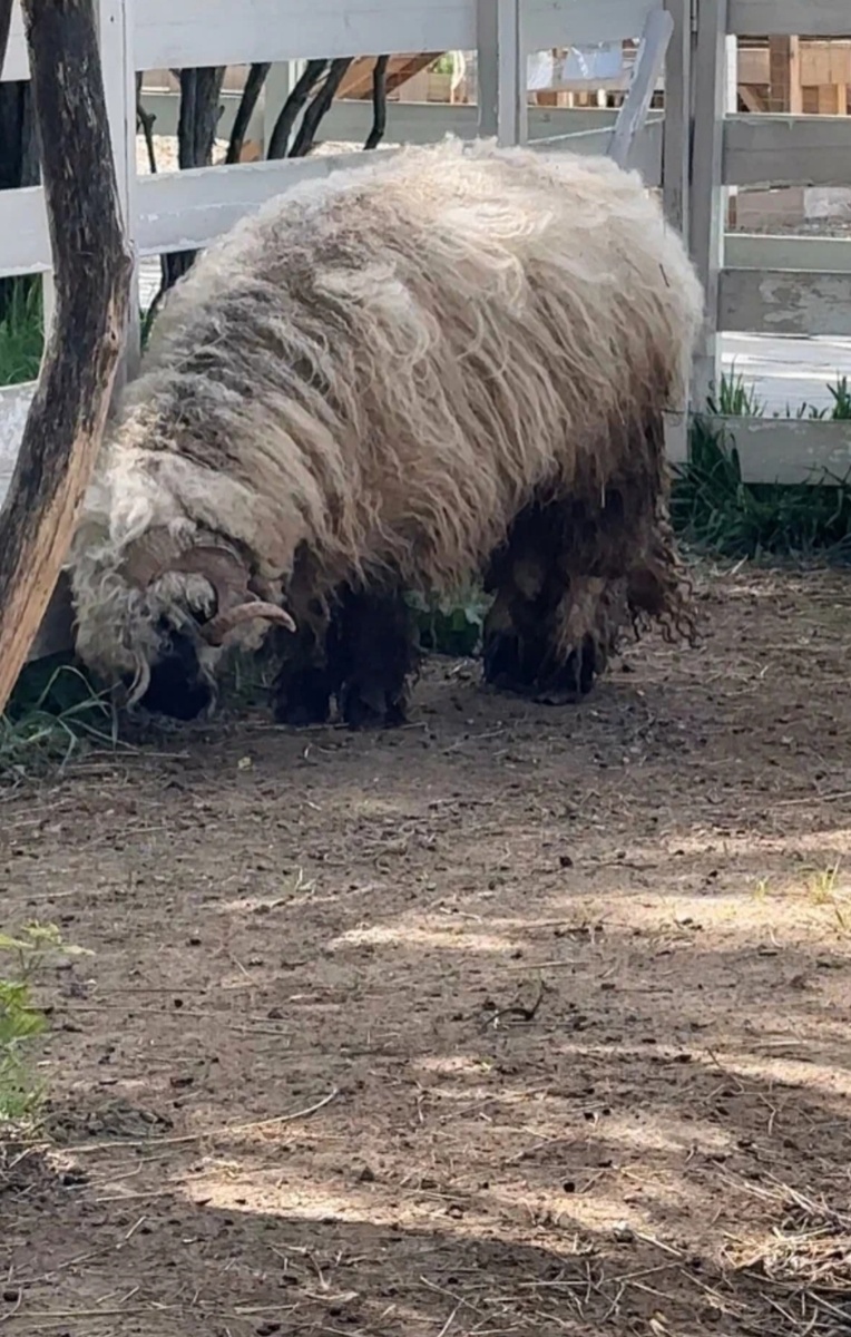 Валлийский баран