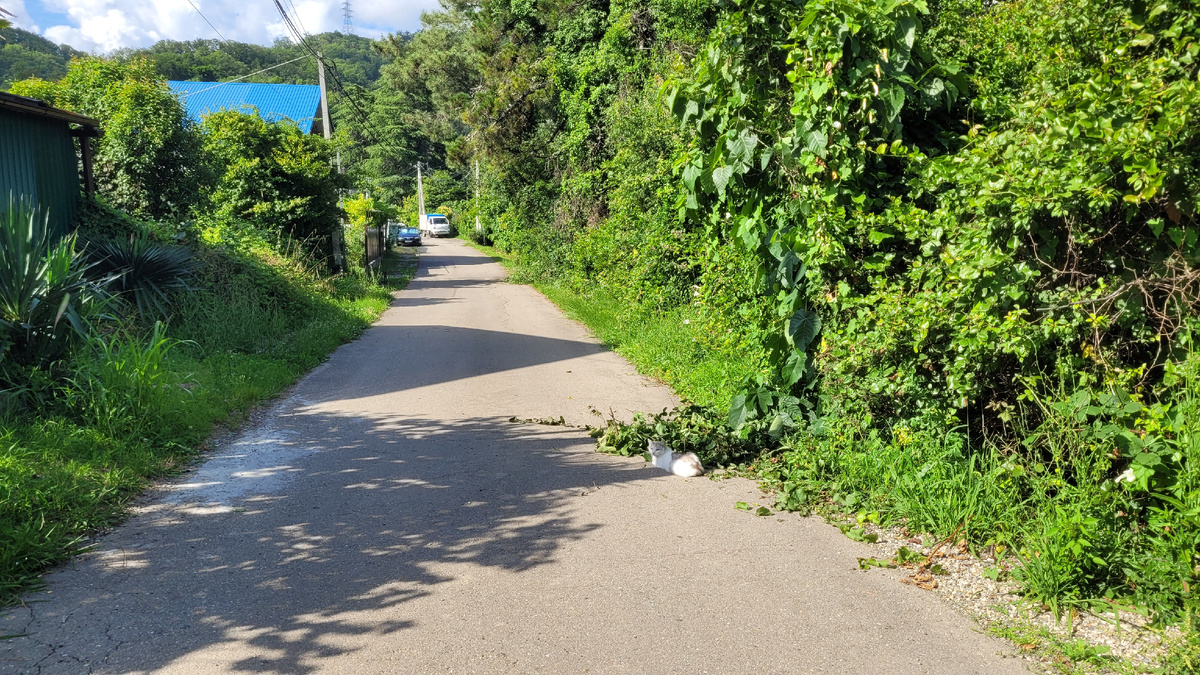 Кошка в тени зелени на дороге