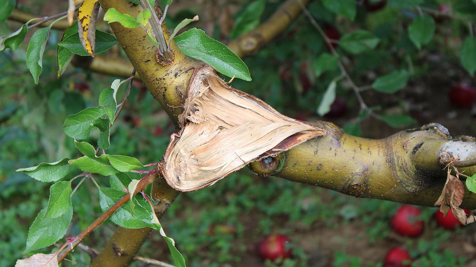 Фото здесь и далее ShutterStock/Fotodom.ru