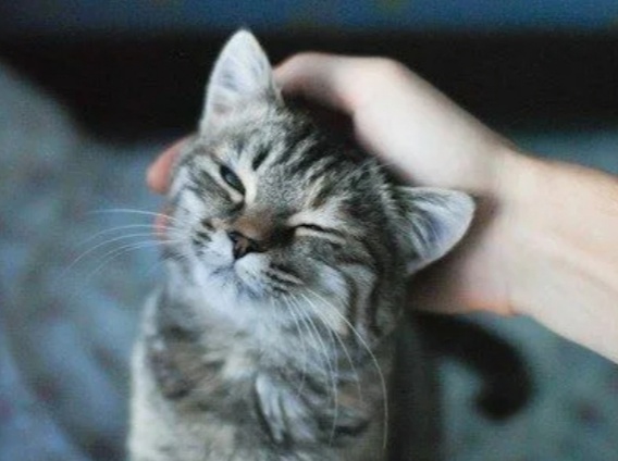 Что случится с домашней кошкой, если ее перестать гладить