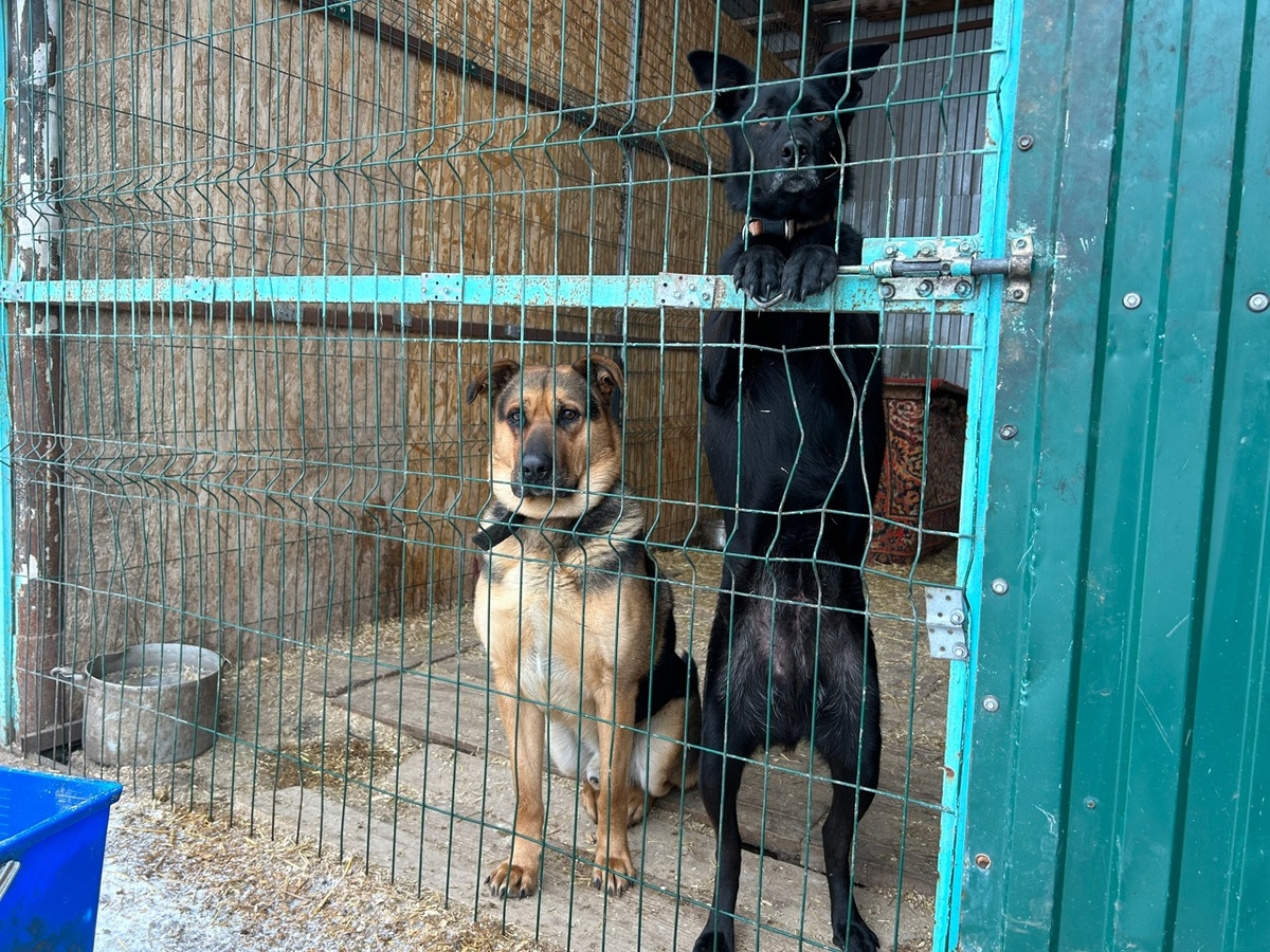    Фото из архива Progorod