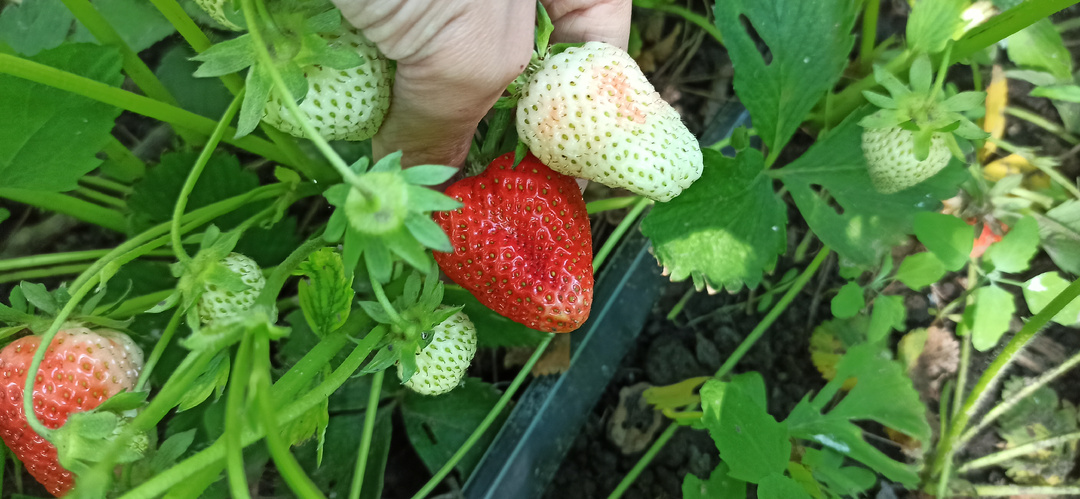 Поливаю клубнику в июле этим настоем дважды — и забываю до ягод. Еженедельные подкормки — прямой путь к серой гнили — мой вывод за 5 лет