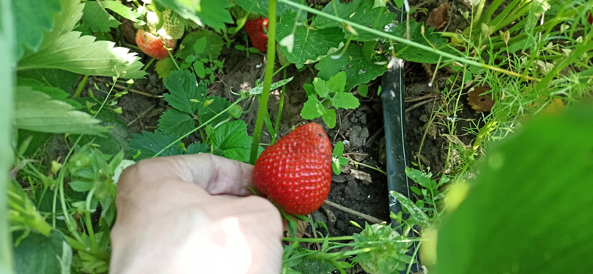 Крупные, сочные ягоды