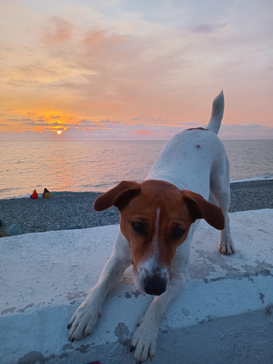 Мем: «Когда командуешь "Голос", а собака делает вид, что вообще не умеет лаять» )))