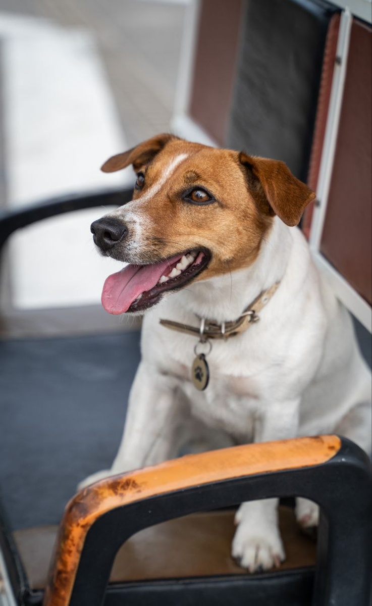 Джек-Рассел Жасмин 🐕 