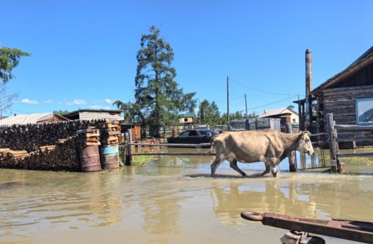 С подтопленных территорий эвакуируют не только людей, но и скот. Фото: Ильяна Ачикасова / РИА Новости