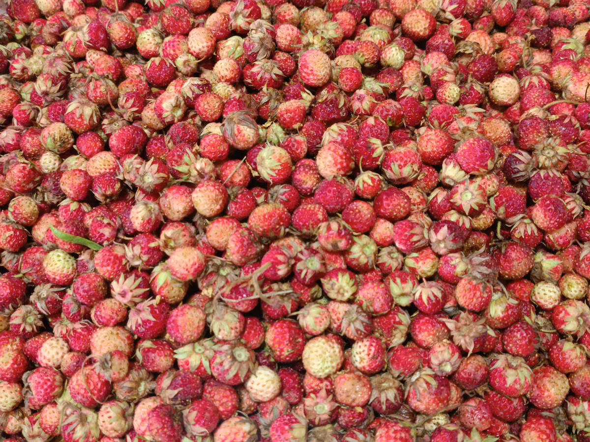 Луговая клубника