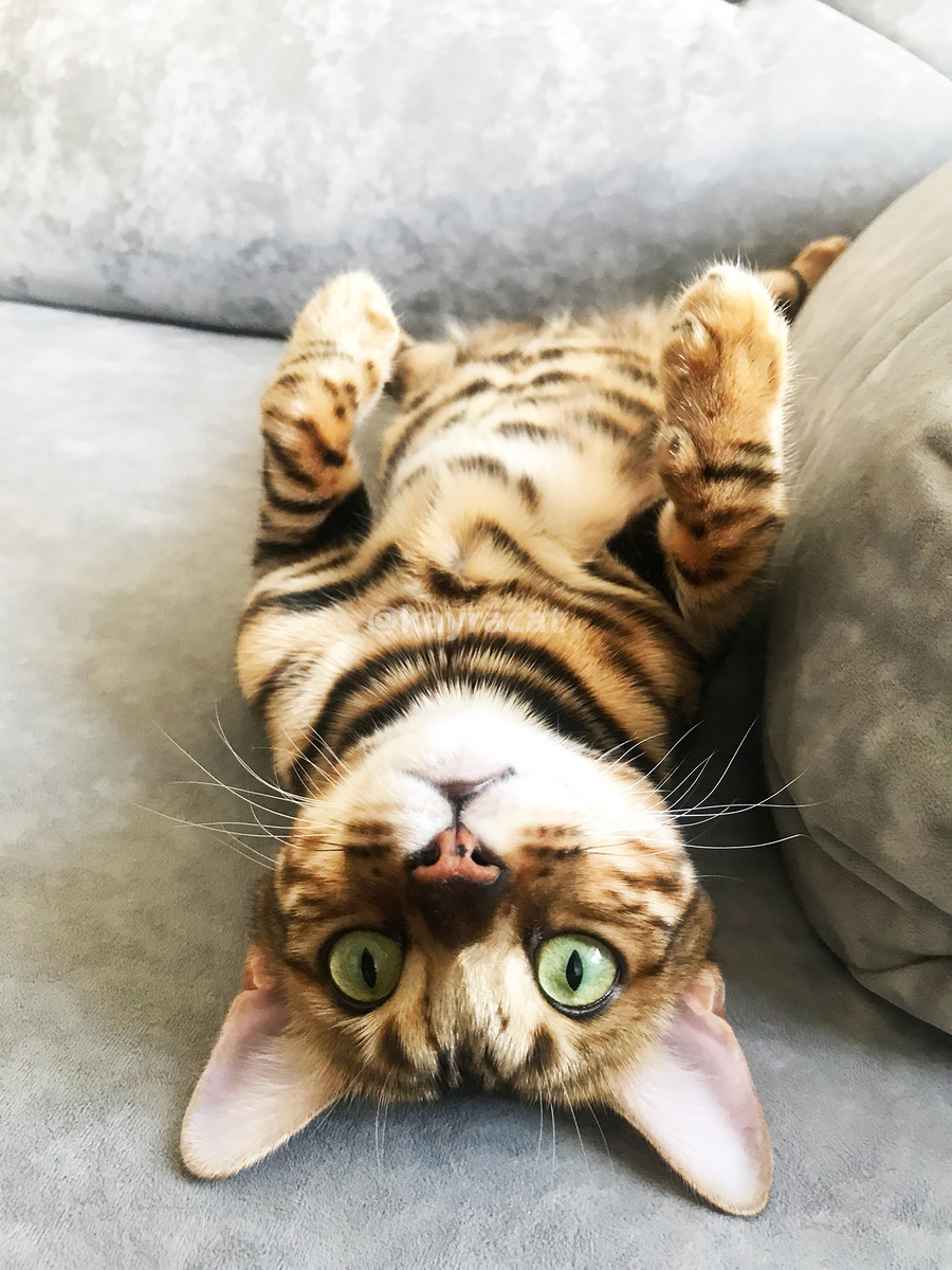 Можно мне бокальчик Prosecco, пожалуйста? Будьте так любезны!