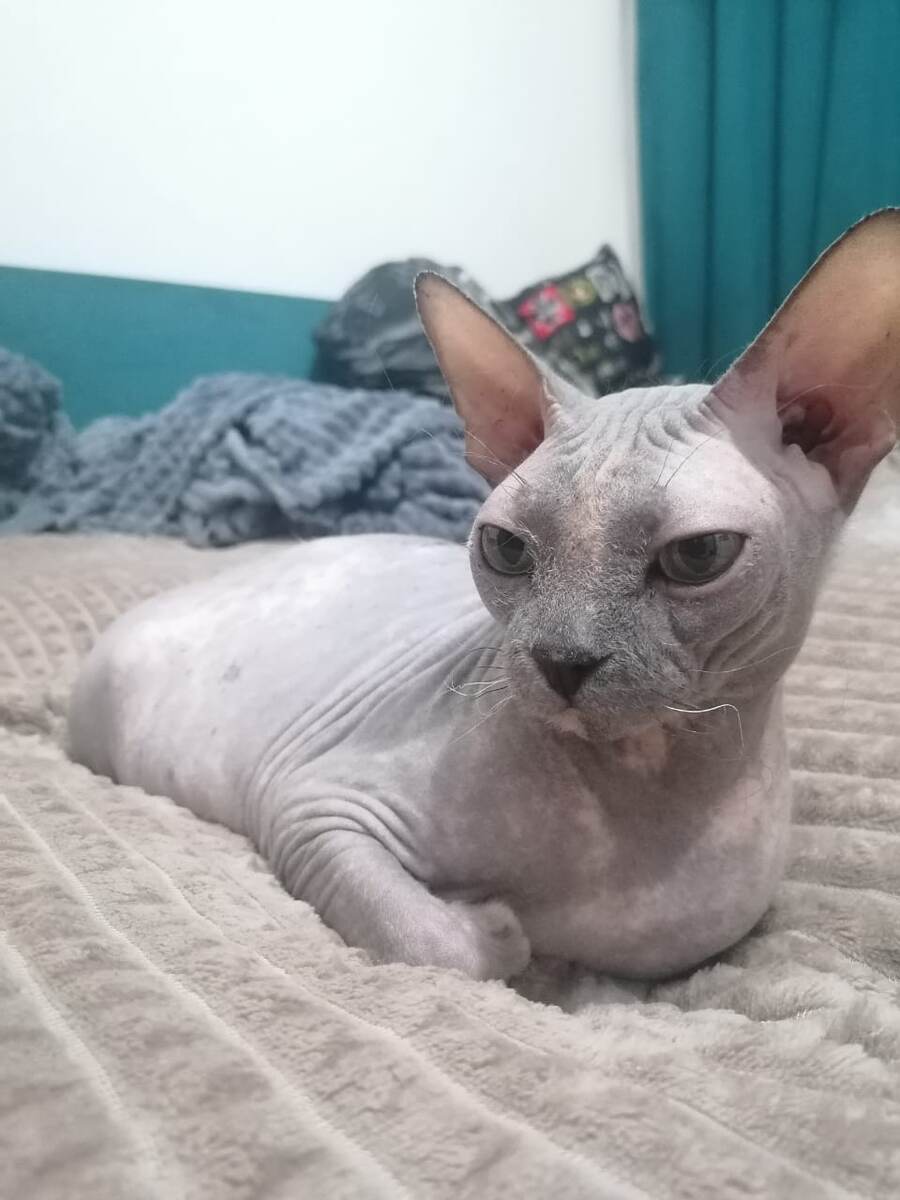 последняя надежда, что монстр на стене замолчит