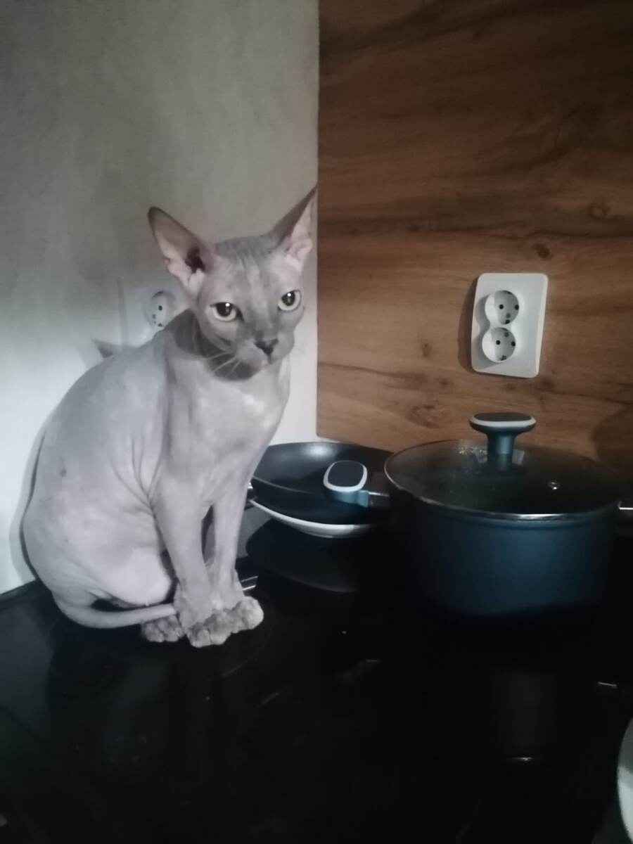 ни крошки не оставила, злыдня