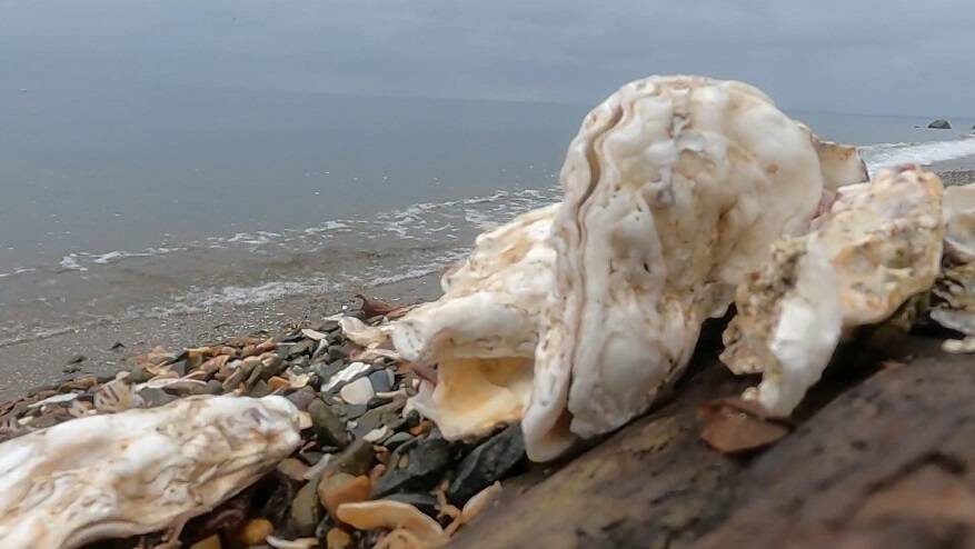 Полчища вредоносных морских организмов атакуют побережье Владивостока