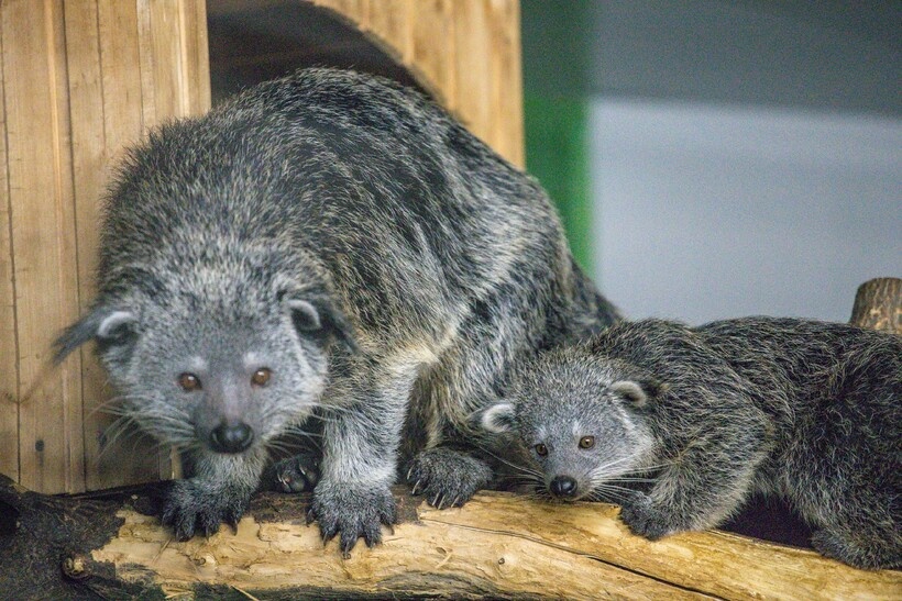    Новорожденные звезды зоопарка Новосибирска ― очаровательные бинтуронги