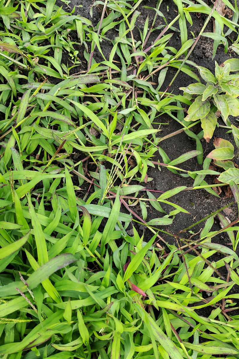 Вербейник точечный - справа