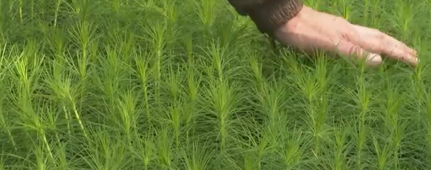     2 млн саженцев хвойных деревьев подрастают в теплицах Красноярского края