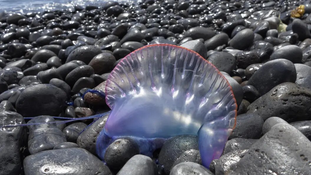    Martin Siepmann/Globallookpress