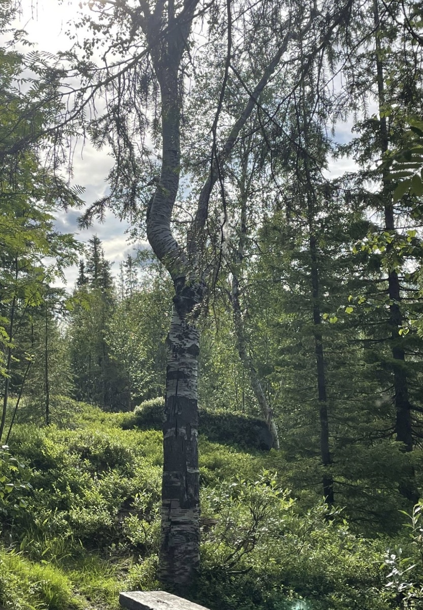 Северный лес , июль 2025