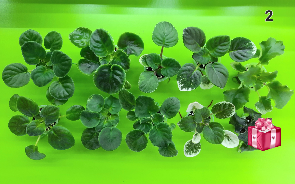 НАБОР 3, стандарты 🍃/ 2000₽1. ВаТ-Амазонка2. ЕК-Розы в Снегу3. КО-Петушок Золотой Гребешок4. Летние Сумерки (Морев К.)5. Р-Аллея Роз6. Rivermist Eva Britta7. Rivermist Calypso8. НД-Вересковый Мёд9. ПТ-Багряный Первоцвет🎁  МТ-Пески Времени