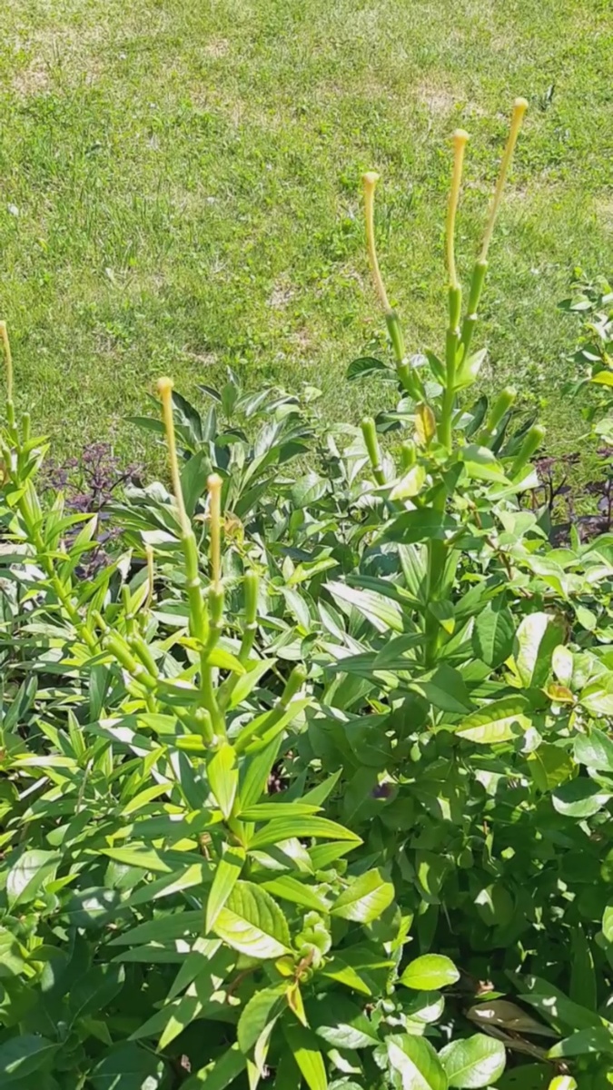 Отцветшие лилии образуют семенные коробочки.