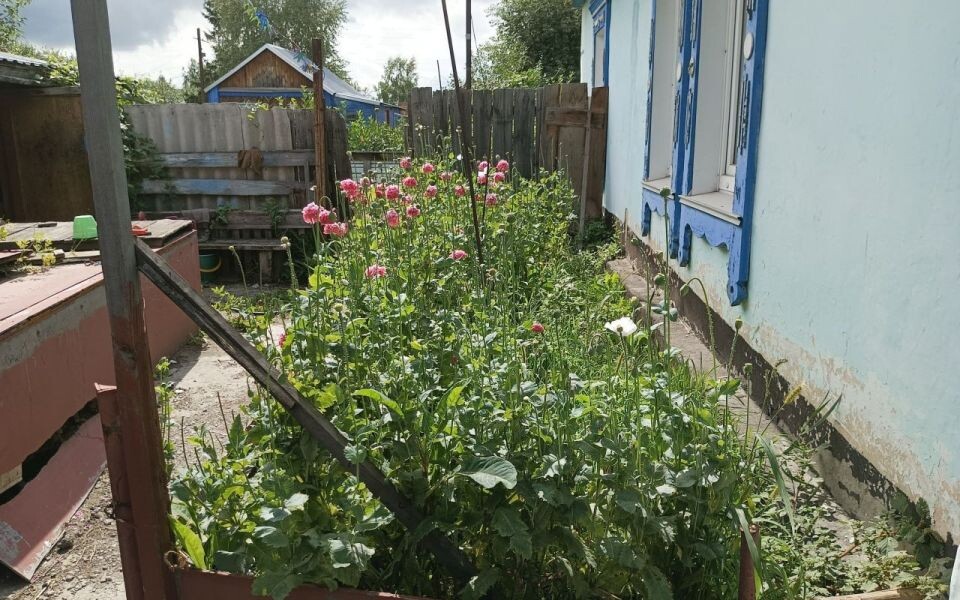    Наркосодержащие растения у жителя Тальменского района
