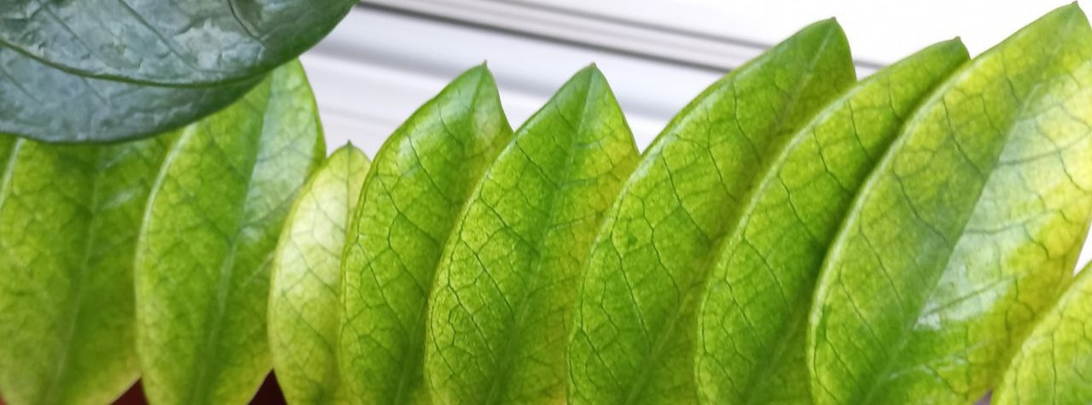 Замиокулькас Акебоно (Тайланд) в процессе набора цвета