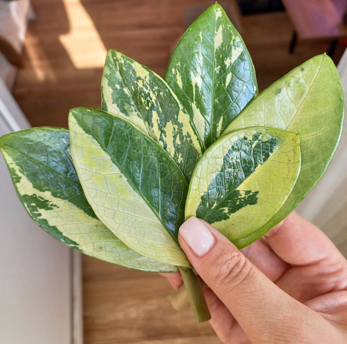 Замиокулькас Акебоно вариегатный