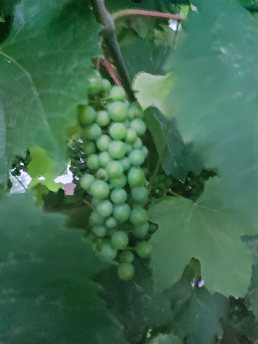 Наливается виноград