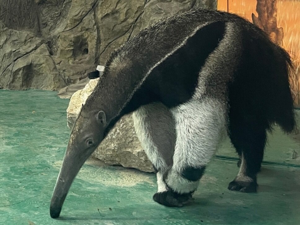 Муравьед собственной персоной