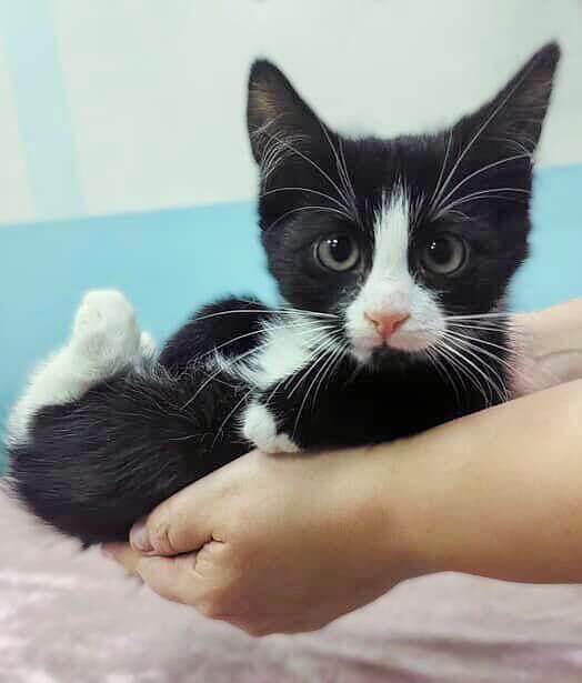 Арчи ищет дом 💕