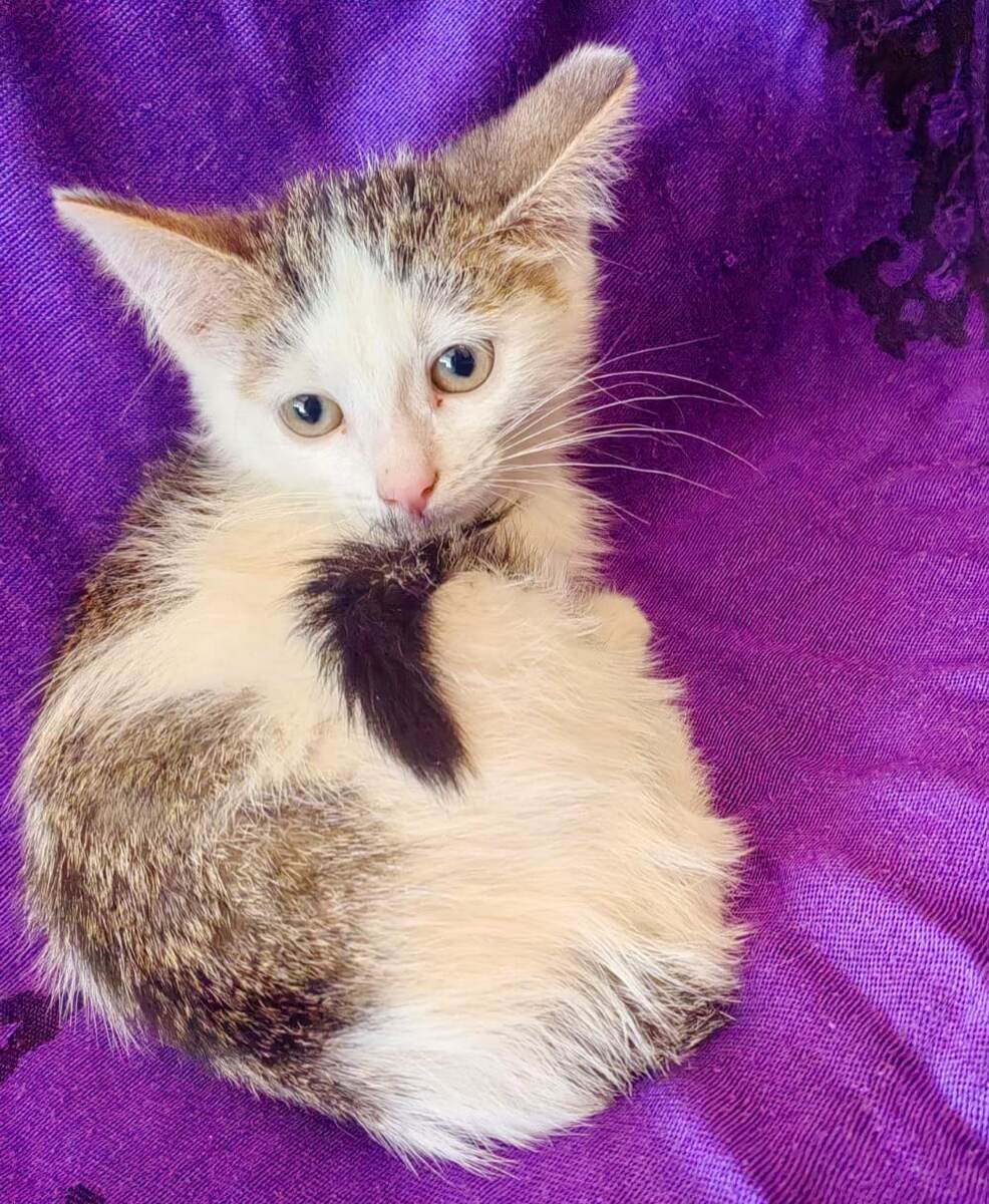 Бусенка ищет дом 💕