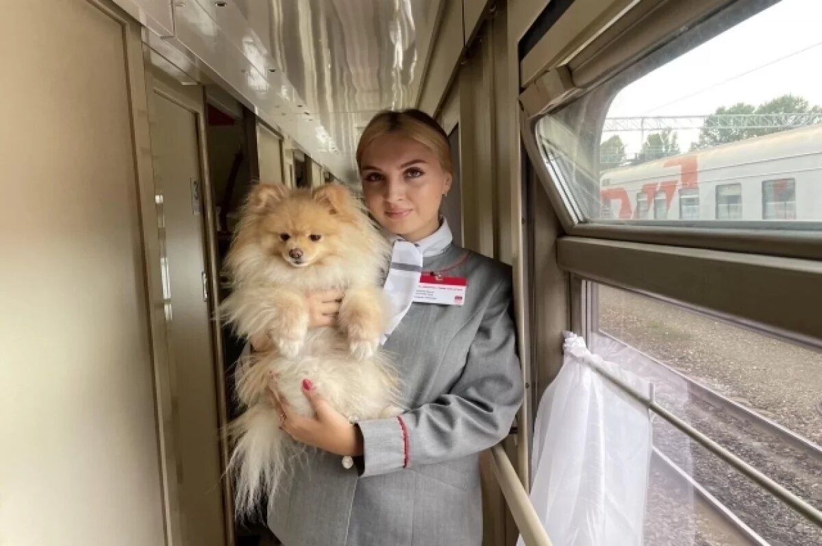    В ПривЖД перевезли более 1,1 тысячи домашних зверей без хозяев в 2025 году