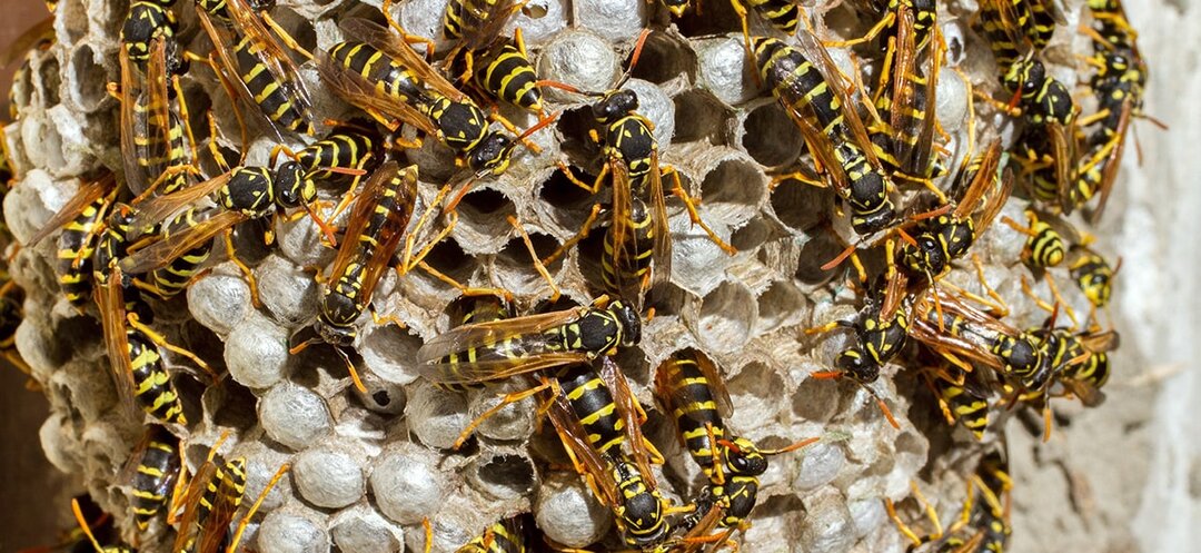 Гнездо ос на даче – как удалить без риска для здоровья