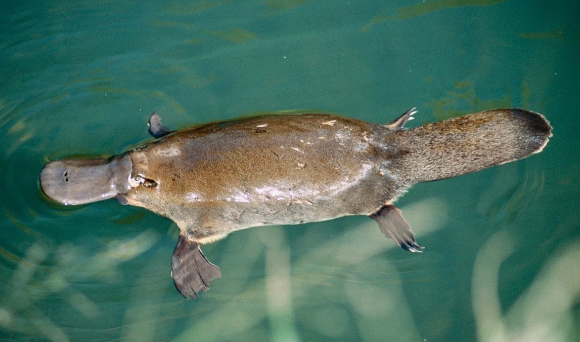 Угадайте, где нос, а где хвост? (Источник: Яндекс.Картинки)